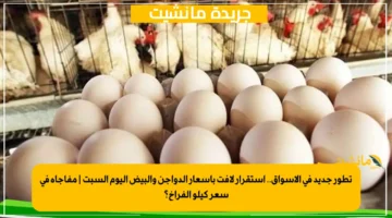 تطور جديد في الأسواق.. استقرار لافت بأسعار الدواجن والبيض اليوم السبت مفاجأة في سعر كيلو الفراخ؟ 1